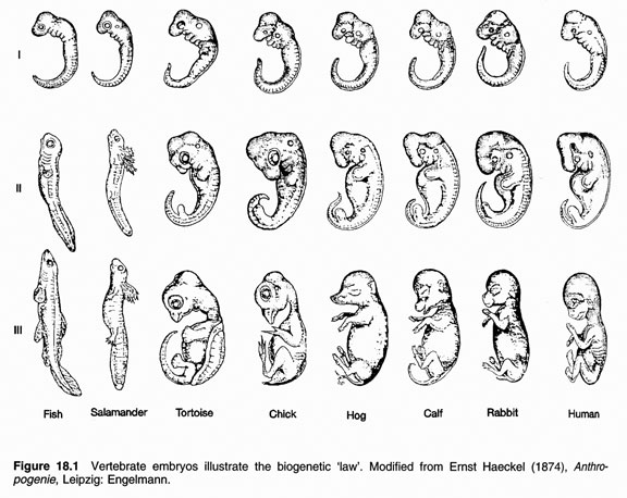theory-of-evolution-how-does-embryology-support-the-theory-of-evolution